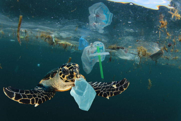 Plastikmüll im Meer – Facts und Folgen