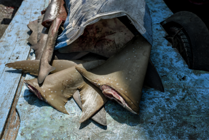 Shark Finning – eine grausame Praxis