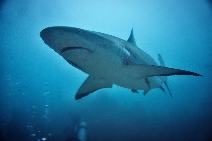 Der Hai – Facts und Awareness