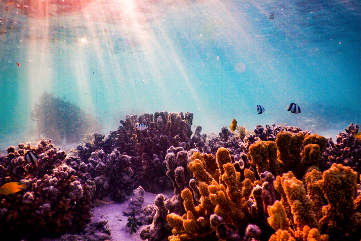 Coral mortality – is there still salvation?