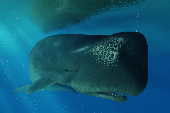 Sperm whales in the Mediterranean?
